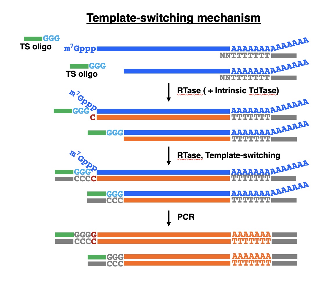 Template switching mechanism.jpg